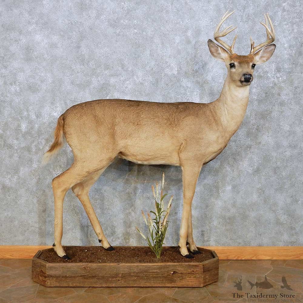 Whitetail Deer Life Size Mount For Sale #14061 @ The Taxidermy Store