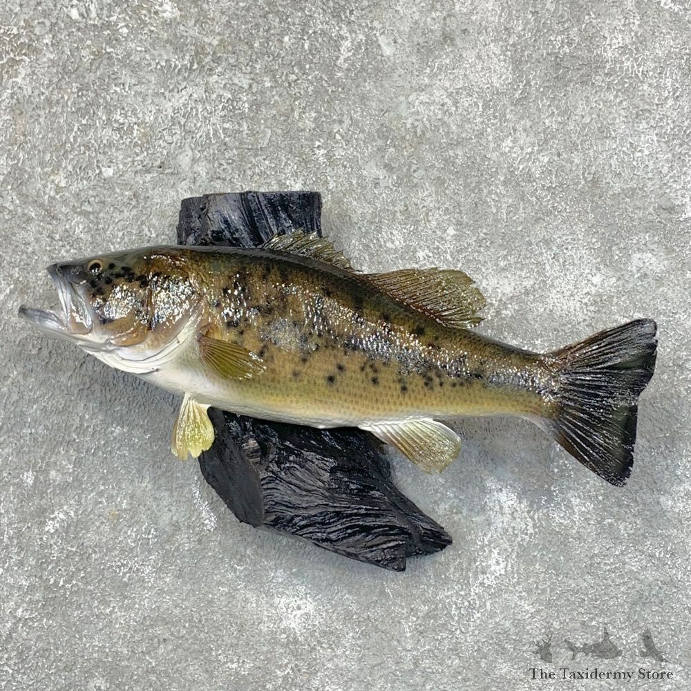 Largemouth Bass Fish Mount For Sale #23643 @ The Taxidermy Store