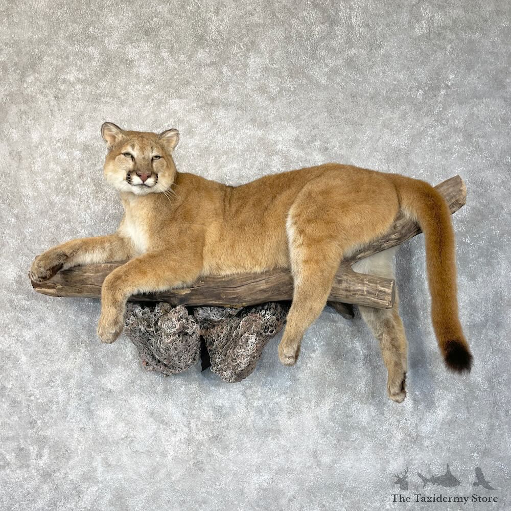 Mountain Lion Life-Size Mount For Sale #28711 @ The Taxidermy Store