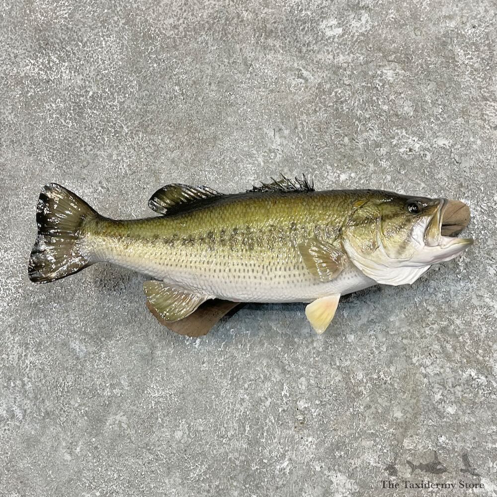 Largemouth Bass Fish Mount For Sale #27566 @ The Taxidermy Store