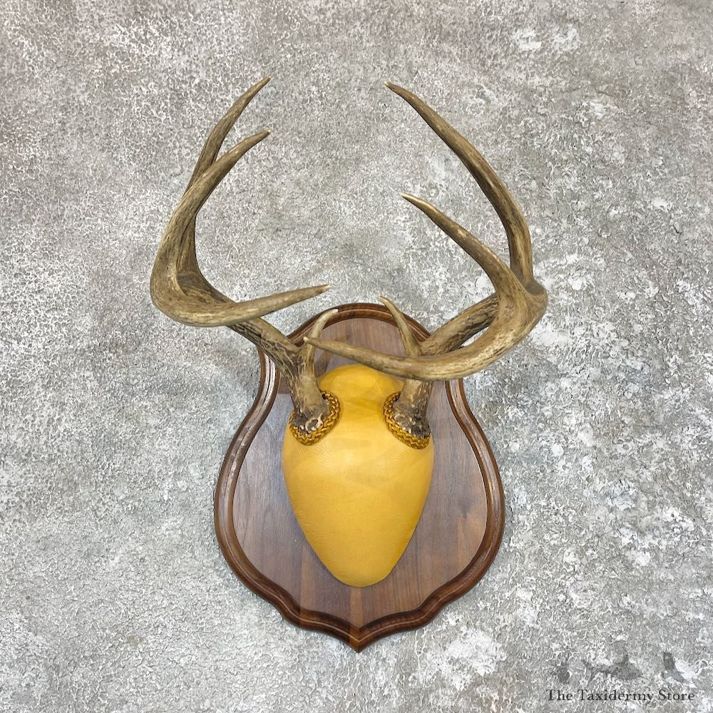 Whitetail Deer Antler Plaque Taxidermy Mount For Sale #26606 @ The Taxidermy Store