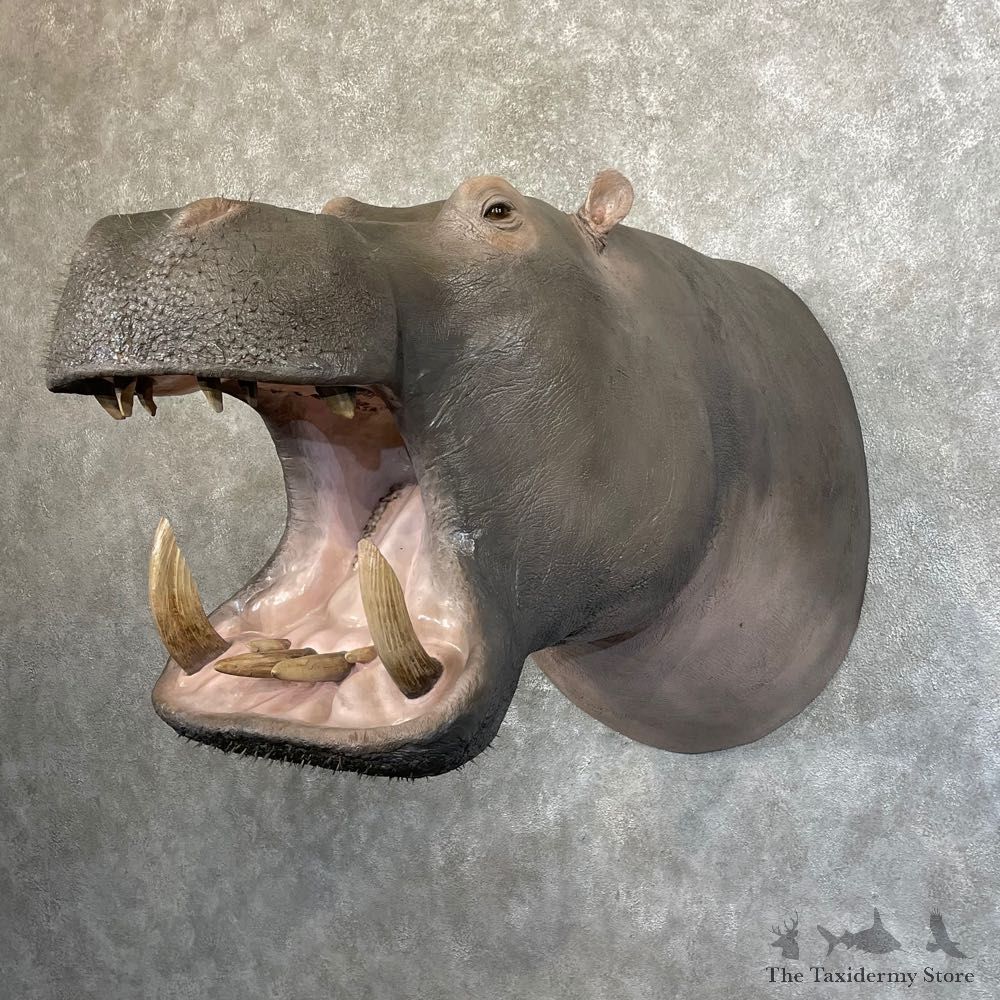 Hippopotamus Shoulder Mount For Sale #24618 @ The Taxidermy Store