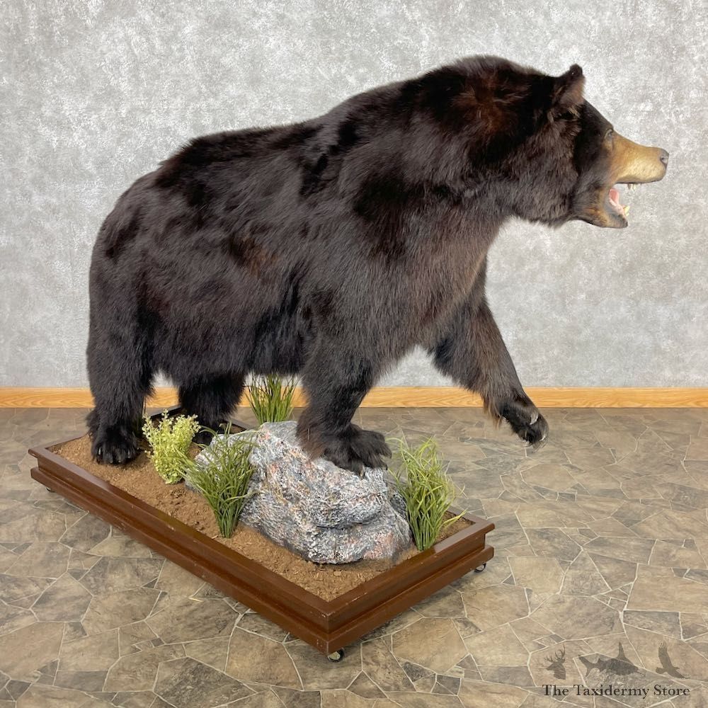 Black Bear Life-Size Mount For Sale #26743 @ The Taxidermy Store