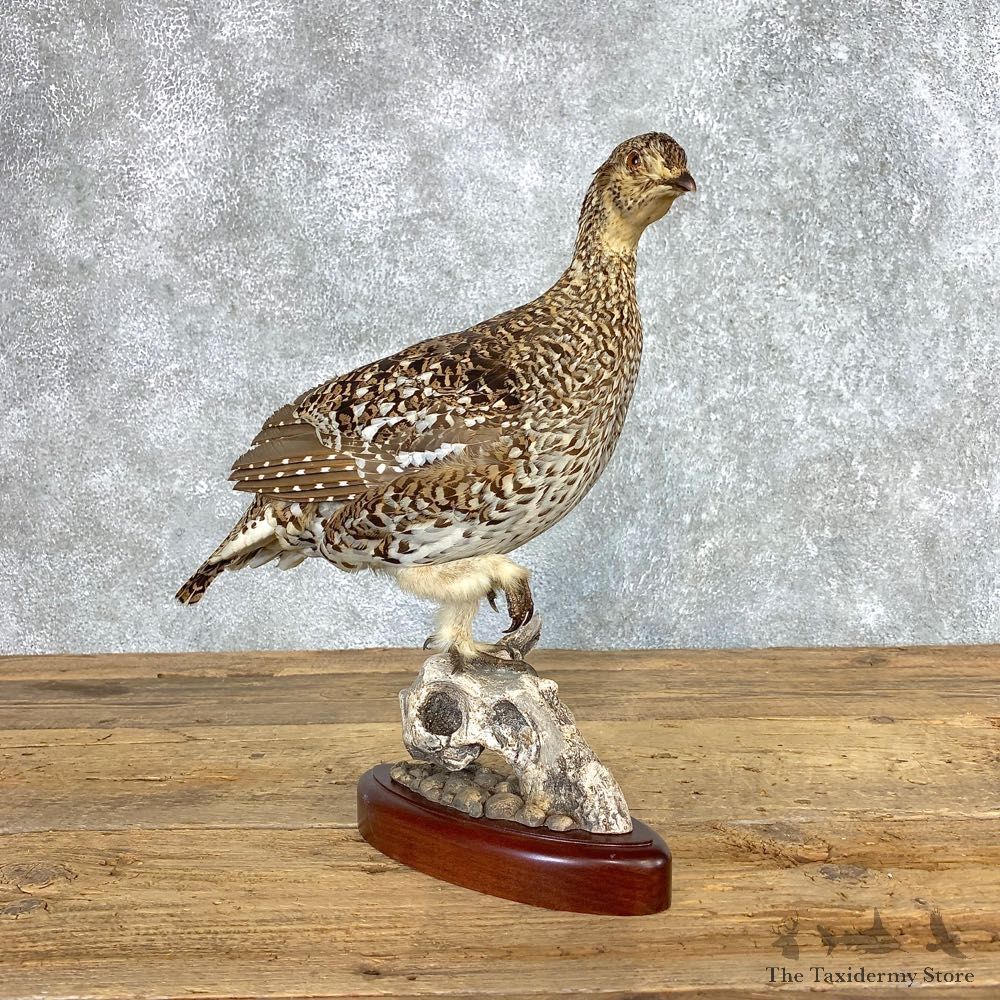 Sharp-tailed Grouse Bird Mount For Sale #21515 @ The Taxidermy Store