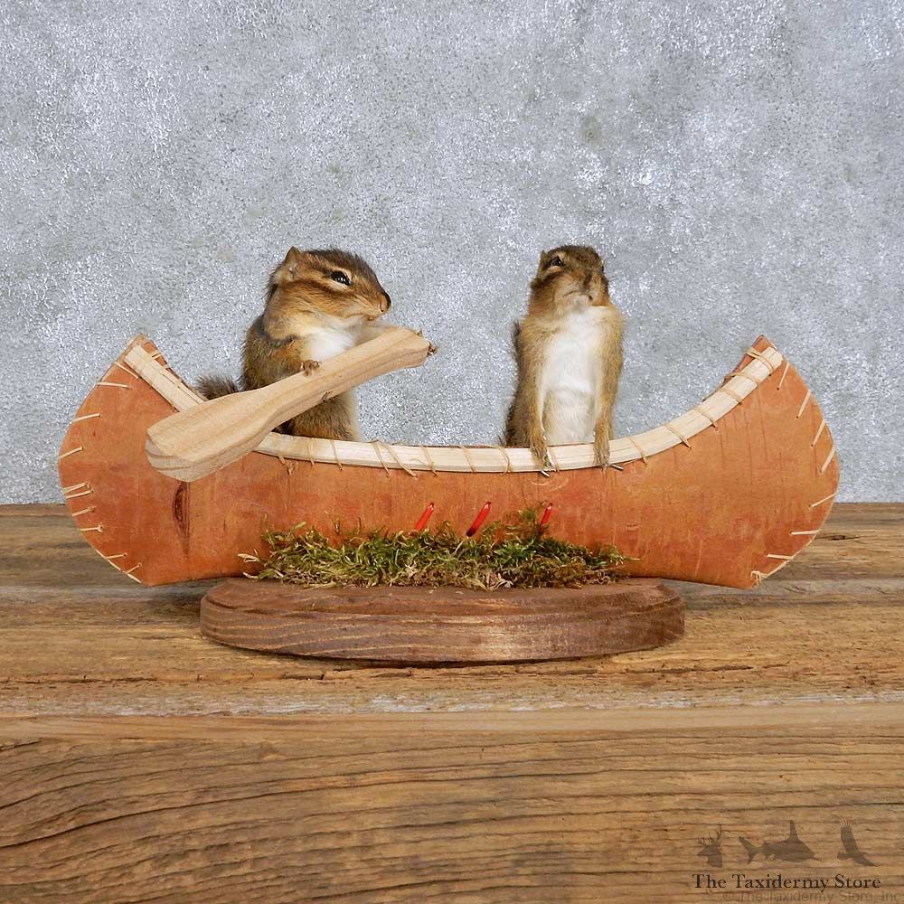Novelty Canoe Chipmunk Mount For Sale #14188 @ The Taxidermy Store