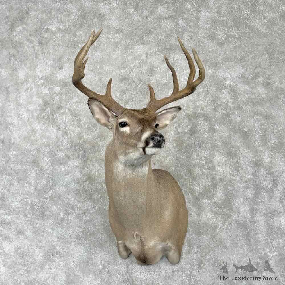 Texas Whitetail Deer Shoulder Mount For Sale #31774 @ The Taxidermy Store