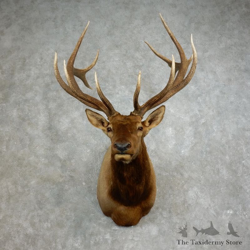 Rocky Mountain Elk Shoulder Mount For Sale #17651 @ The Taxidermy Store
