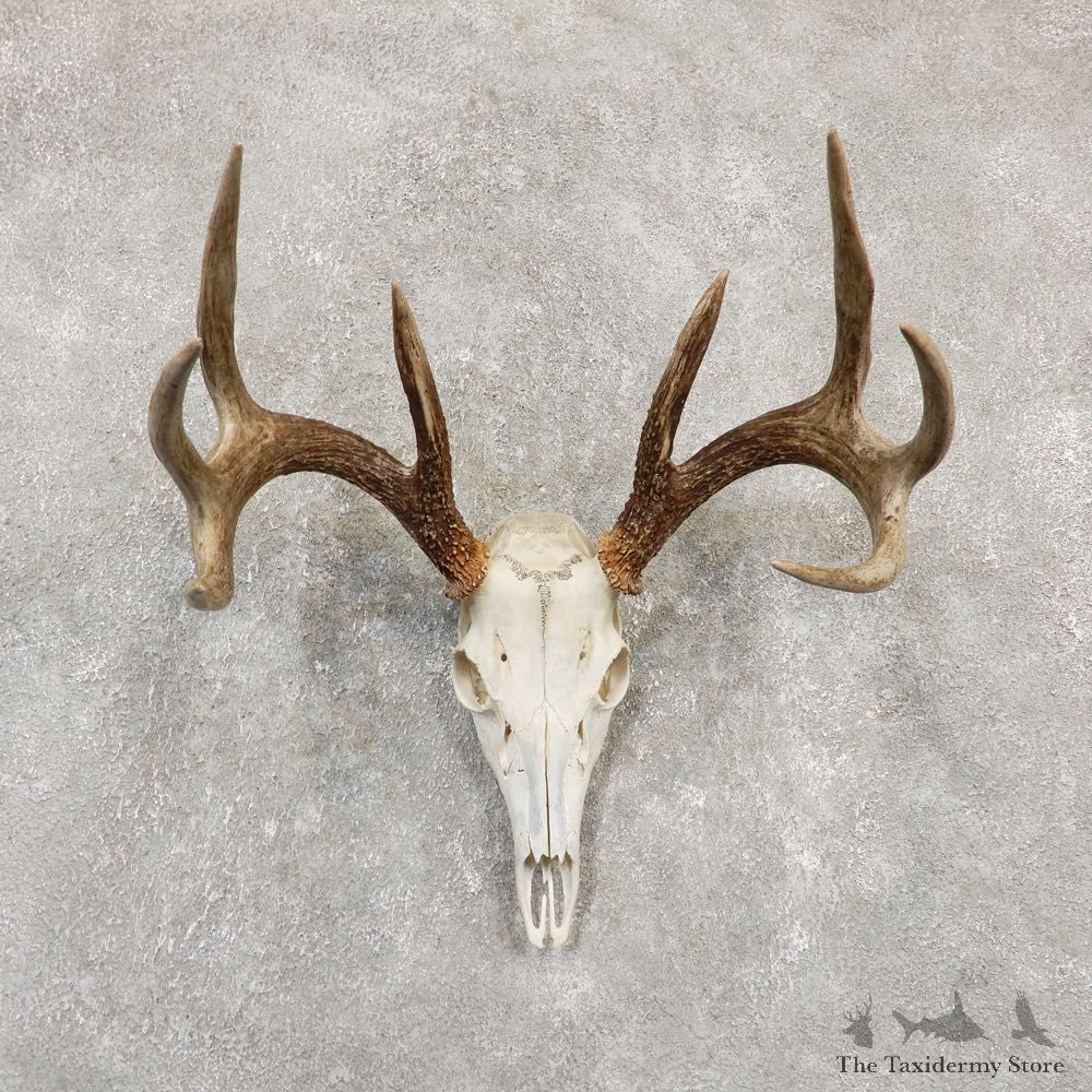Whitetail Deer Skull European Mount For Sale #20172 @ The Taxidermy Store