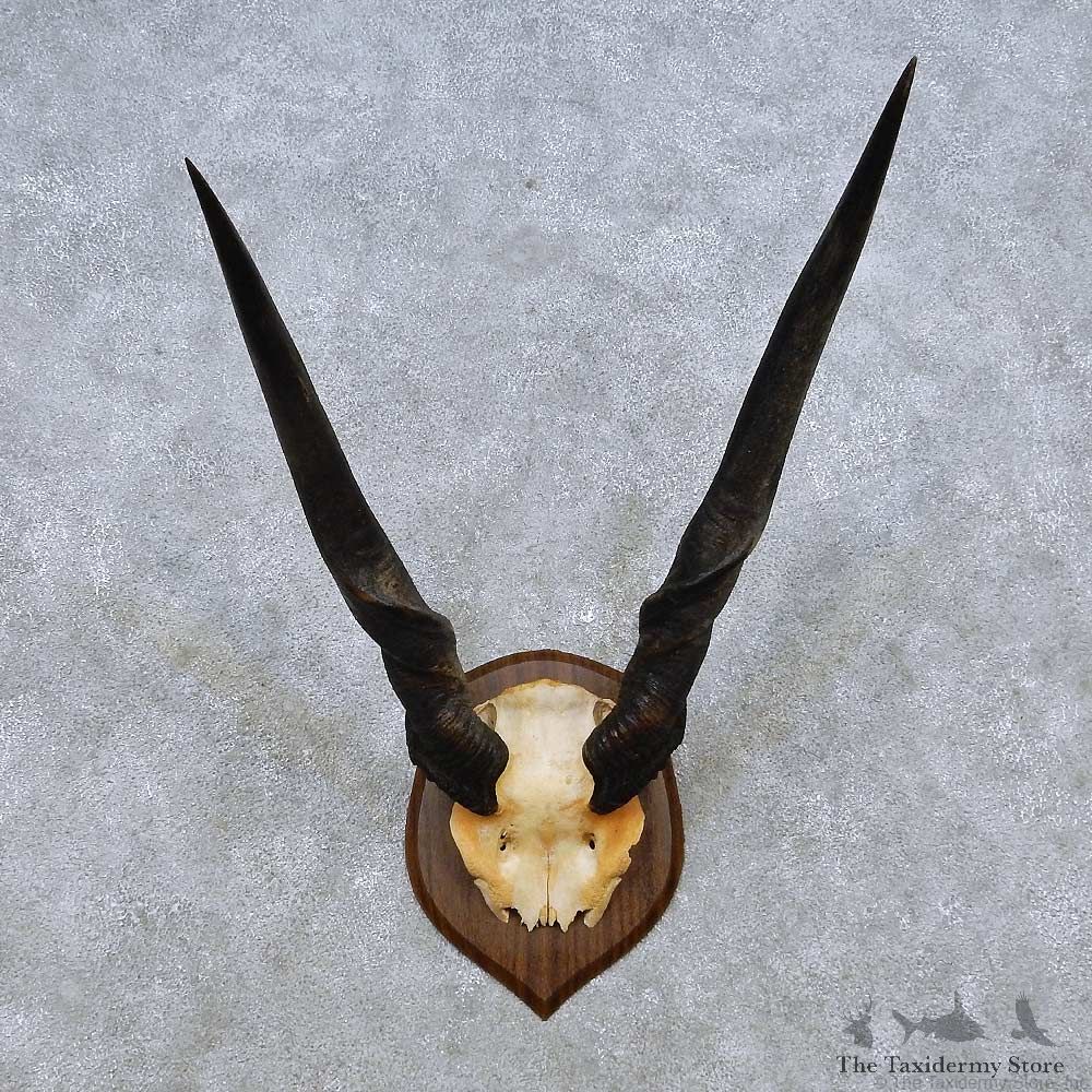 African Eland Horn Plaque Mount For Sale #14500 @ The Taxidermy Store