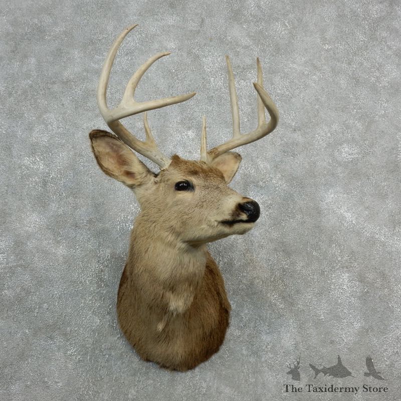 Whitetail Deer Shoulder Taxidermy Head Mount #18094 For Sale @ The Taxidermy Store