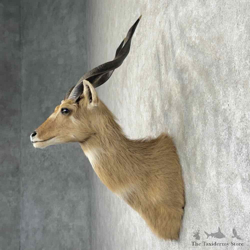 Zambezi Sitatunga Shoulder Mount For Sale #32011 @ The Taxidermy Store