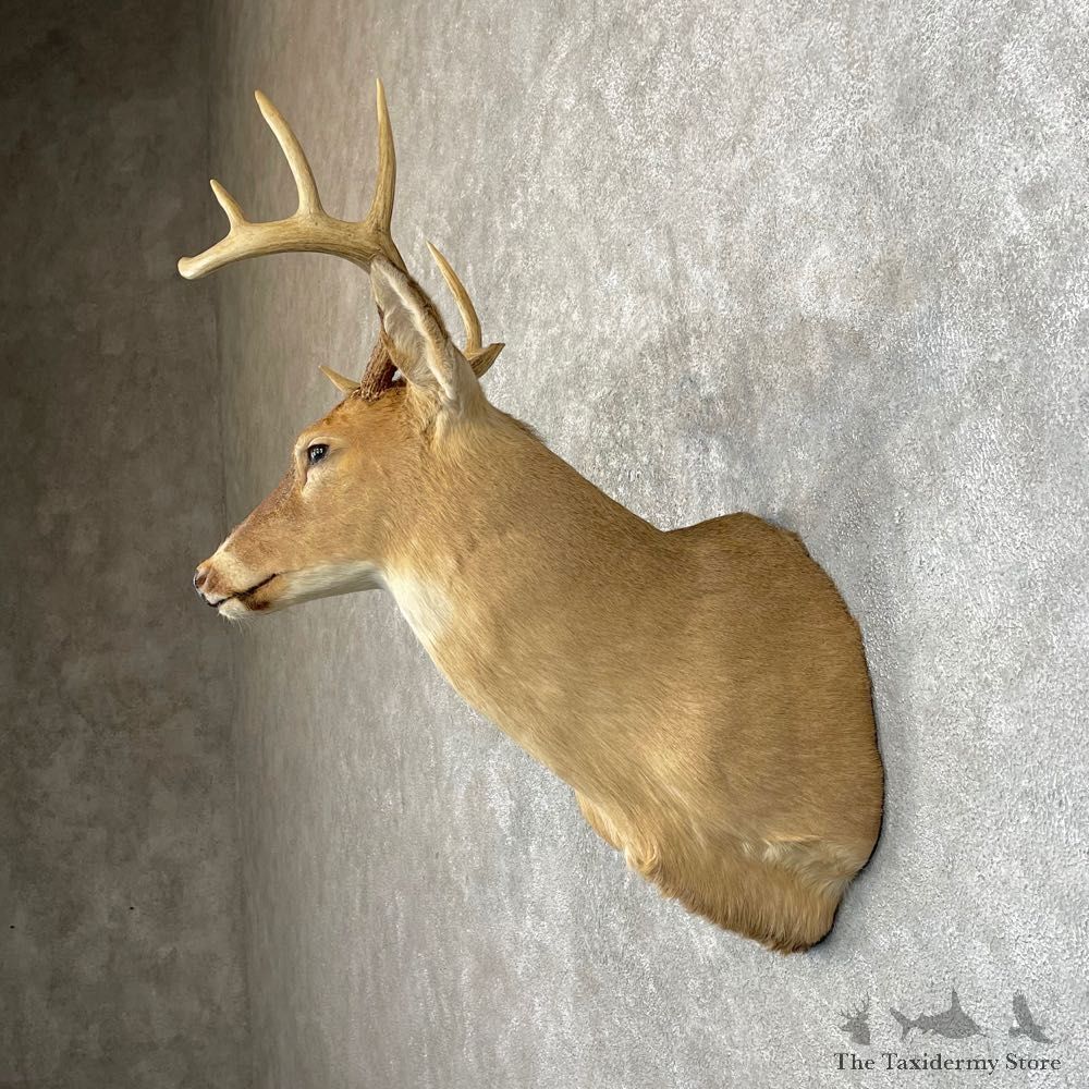 Whitetail Deer Taxidermy Shoulder Mount For Sale #24643 @ The Taxidermy Store