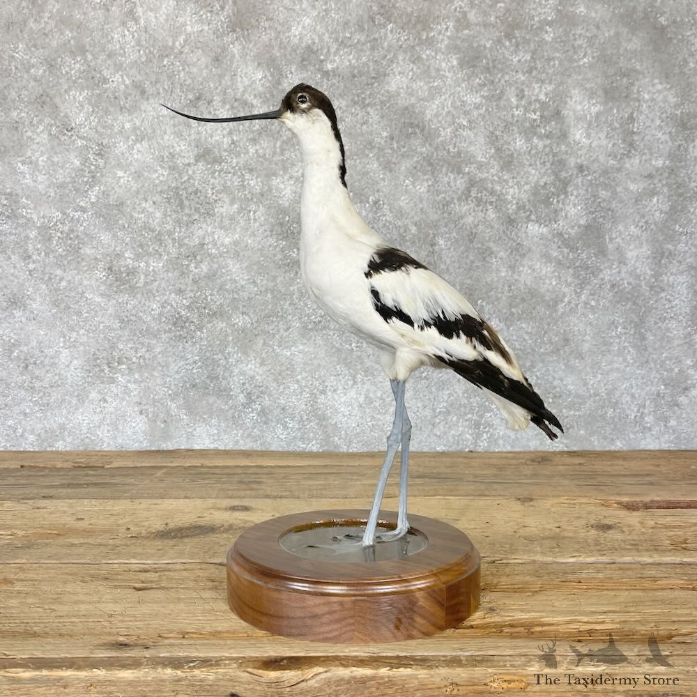 Pied Avocet Bird Mount For Sale #28225 @ The Taxidermy Store