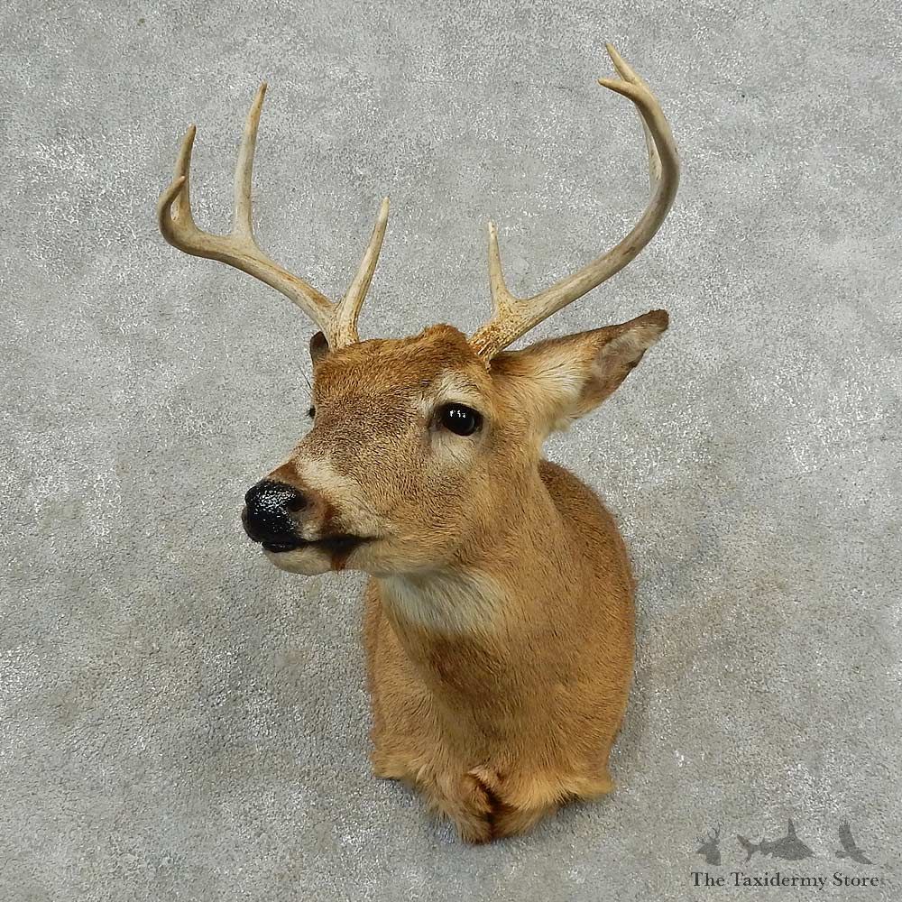 Whitetail Deer Shoulder Mount For Sale #16764 @ The Taxidermy Store