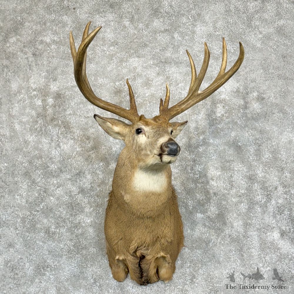Whitetail Deer Shoulder Mount For Sale #29383 - The Taxidermy Store