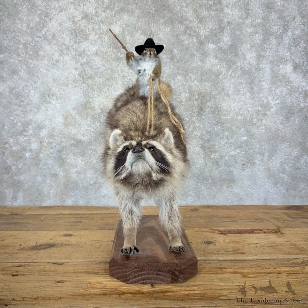 Novelty Grey Squirrel & Raccoon Mount For Sale #29904 @ The Taxidermy Store