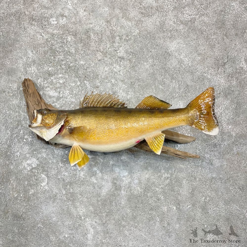Walleye Taxidermy Fish Mount For Sale #27099 @ The Taxidermy Store