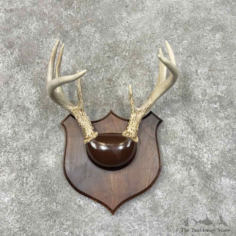 Whitetail Deer Antler Plaque Mount For Sale #30341 @ The Taxidermy Store