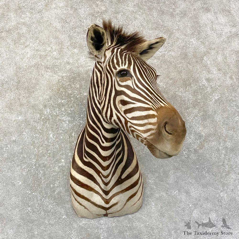 Plains Zebra Shoulder Mount For Sale #24996 @ The Taxidermy Store