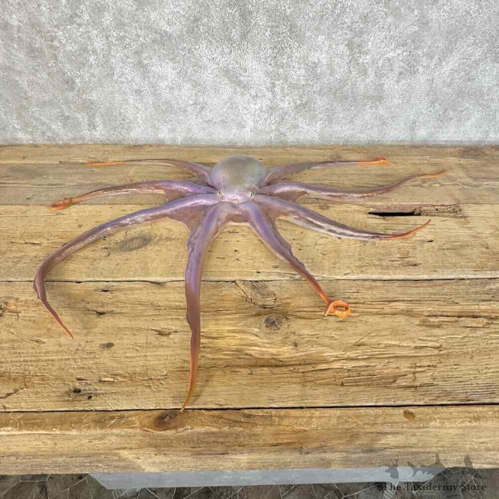Reproduction Octopus Life-Size Mount For Sale #31127 @ The Taxidermy Store