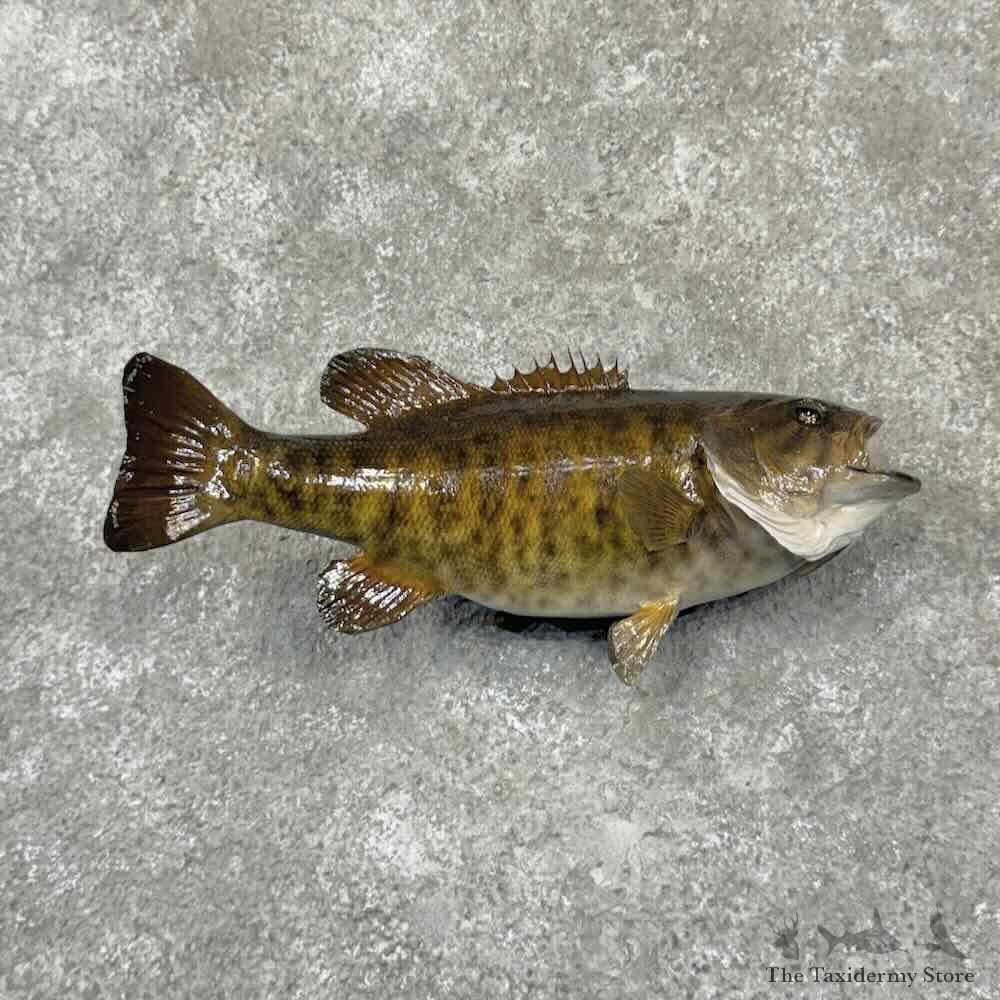 Smallmouth Bass Fish Mount For Sale #32222 @ The Taxidermy Store
