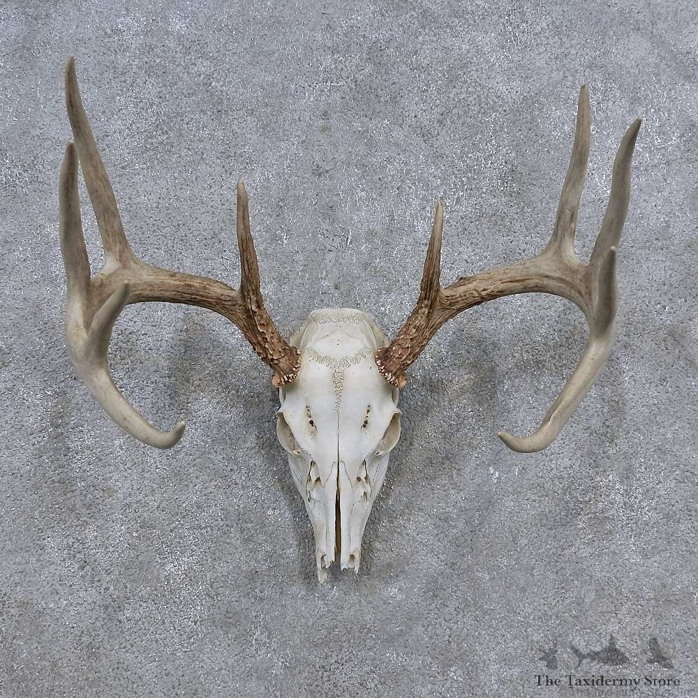 Whitetail Deer Skull Antler European Mount For Sale #15646 @ The Taxidermy Store