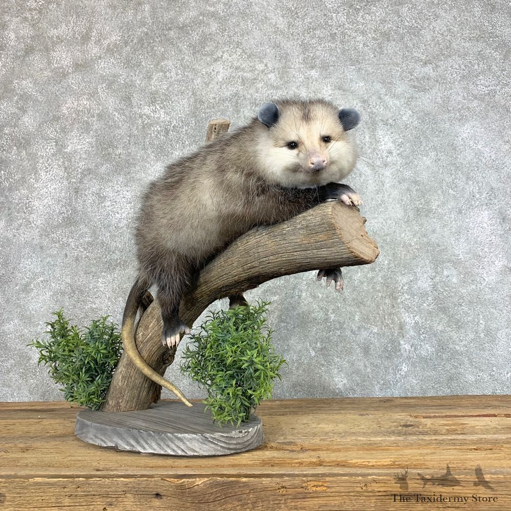 Wall Hanging Opossum Mount For Sale #22199 @ The Taxidermy Store