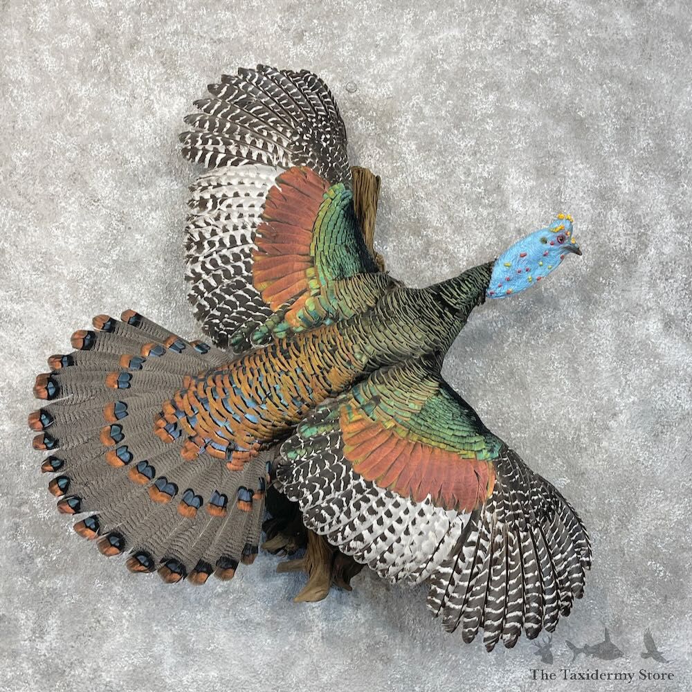 Ocellated Turkey Bird Mount For Sale #28498 @ The Taxidermy Store