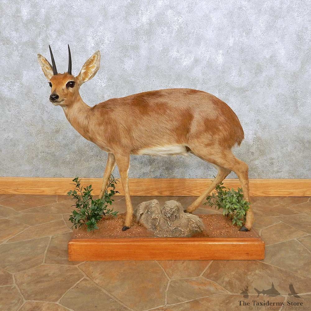 Steenbok Life-Size Taxidermy Mount For Sale #14139 @ The Taxidermy Store