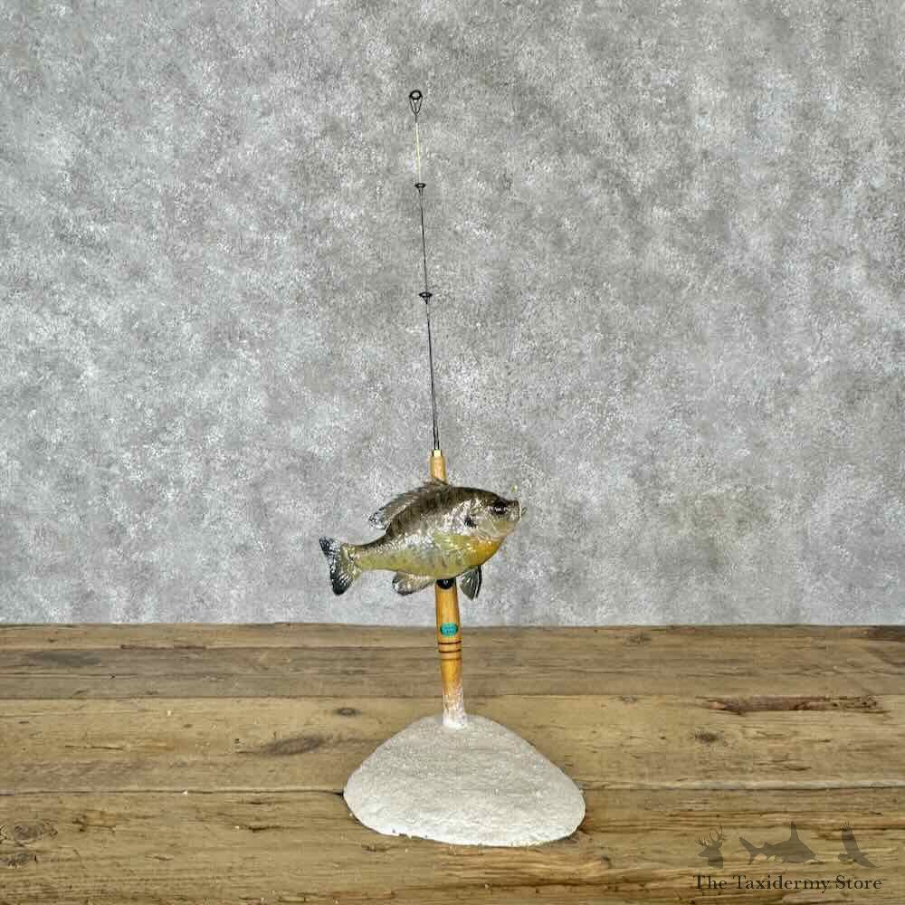 Bluegill Fish Decor Mount For Sale #30410 @ The Taxidermy Store