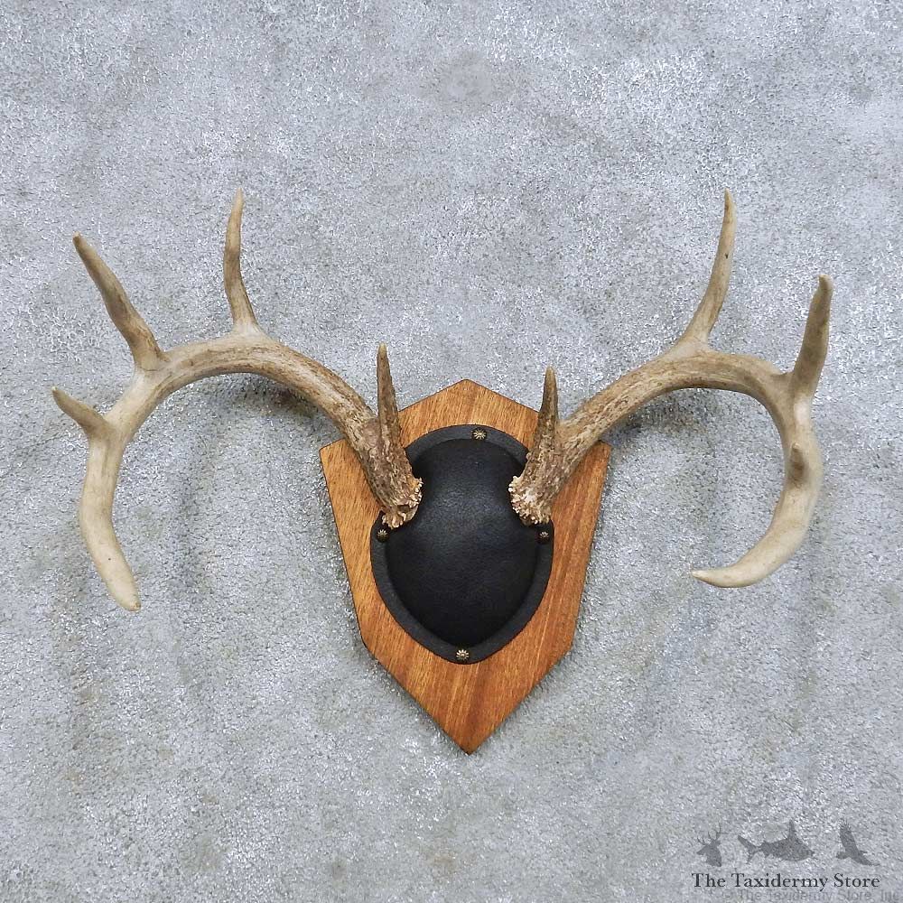 Whitetail Deer Antler Plaque Mount For Sale #14658 @ The Taxidermy Store