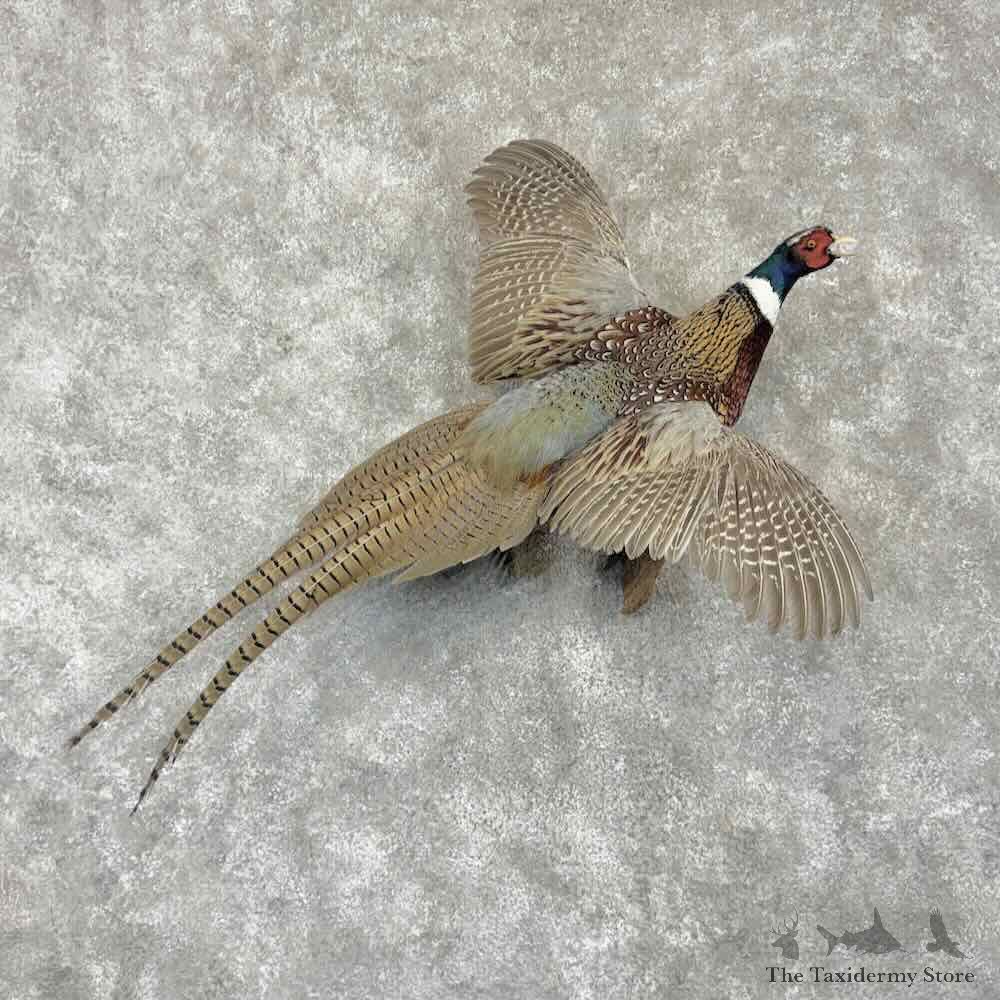 Ringneck Pheasant Bird Mount For Sale #31731 @ The Taxidermy Store