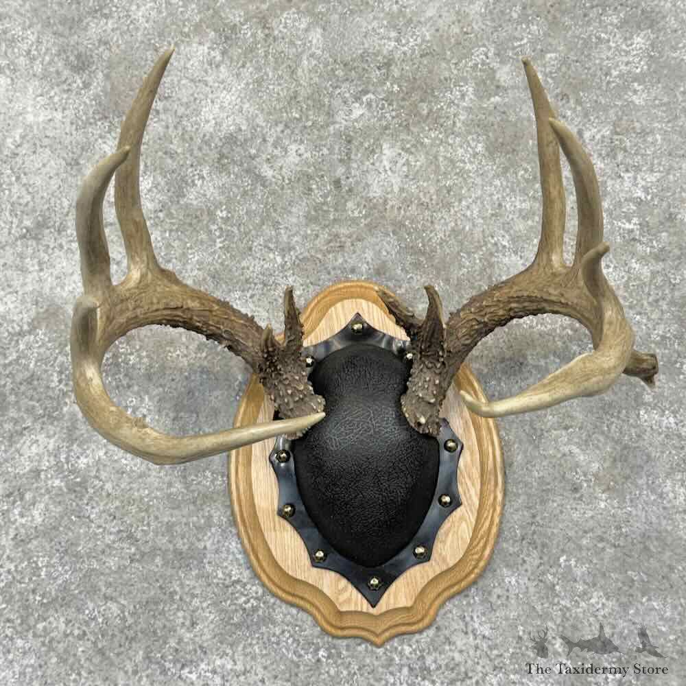 Whitetail Deer Antler Plaque Mount For Sale #31671 @ The Taxidermy Store