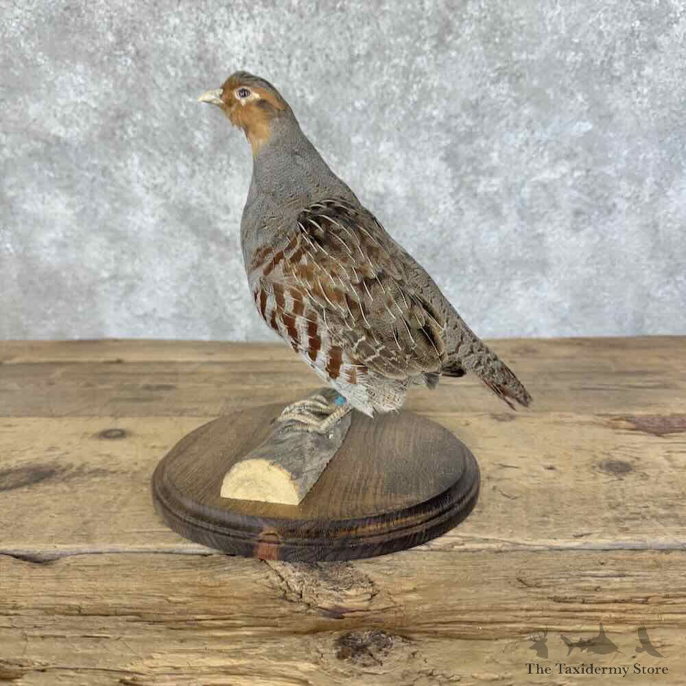 Hungarian Grey Partridge Mount For Sale #31104 @ The Taxidermy Store
