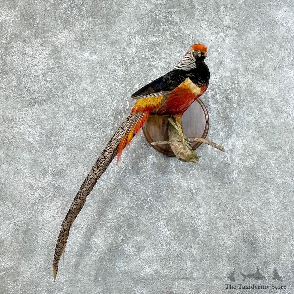 Lady Amherst Pheasant Taxidermy #25752 For Sale @ The Taxidermy Store