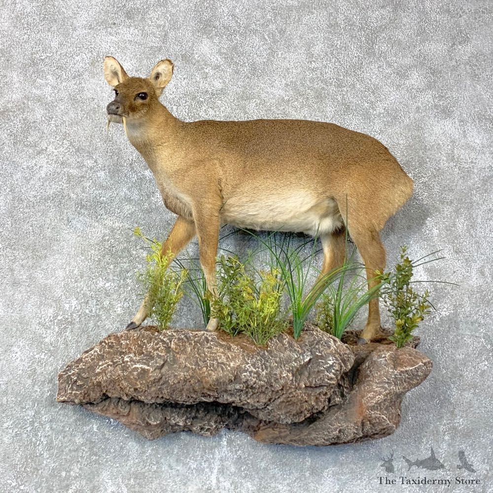 Chinese Water Deer Life-Size Mount For Sale #24029 @ The Taxidermy Store