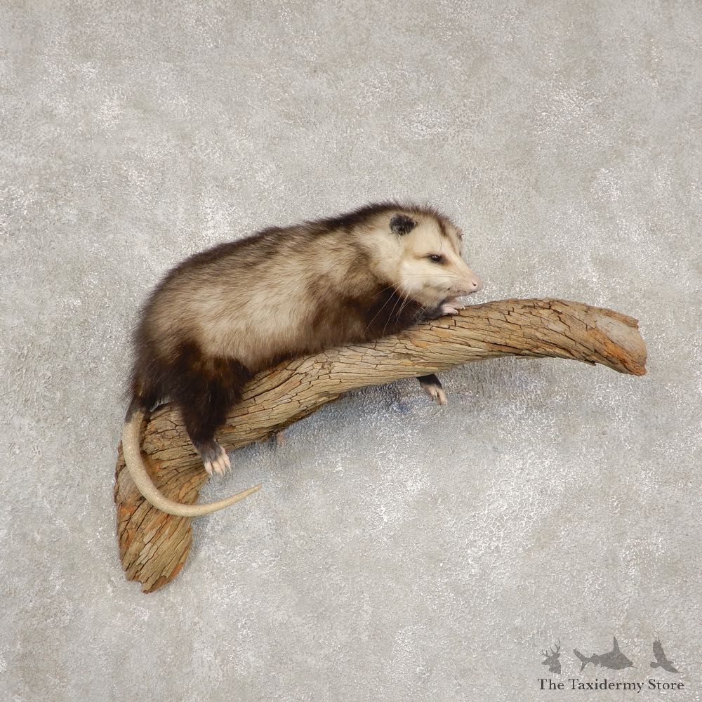 Wall Hanging Opossum Mount For Sale #20536 @ The Taxidermy Store