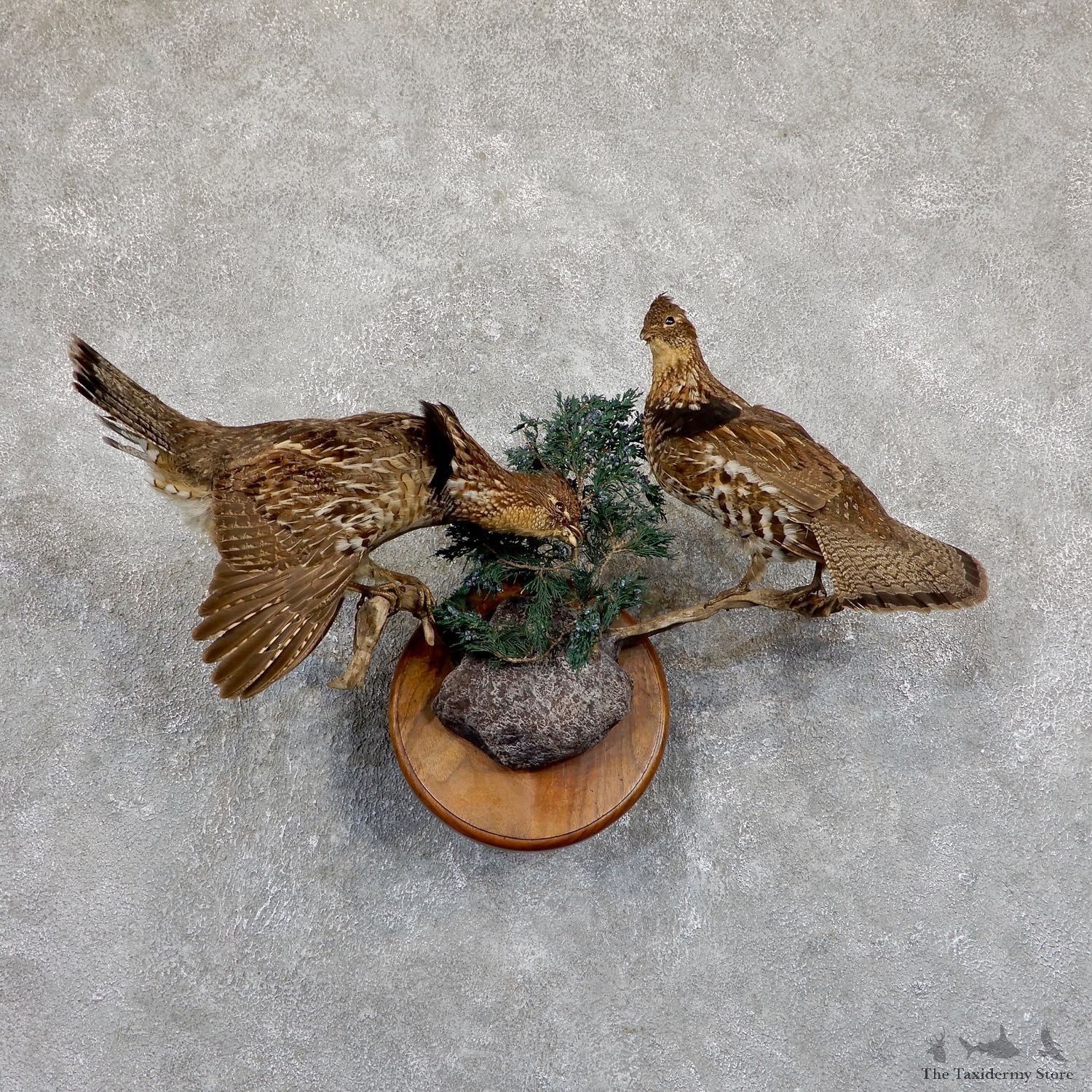 Ruffed Grouse Bird Mount For Sale #19523 - The Taxidermy Store