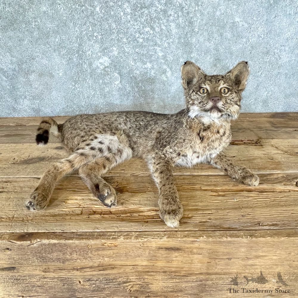 Bobcat Life-Size Mount For Sale #26625 @ The Taxidermy Store