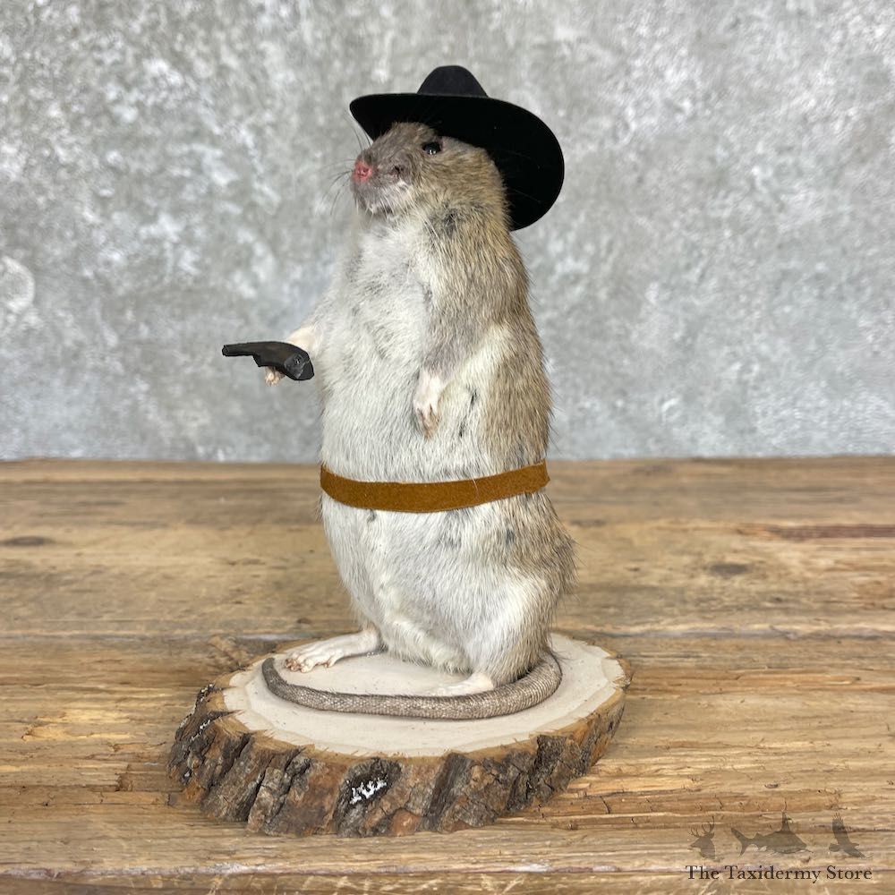 Cowboy Rat Novelty Mount For Sale #26631 @ The Taxidermy Store