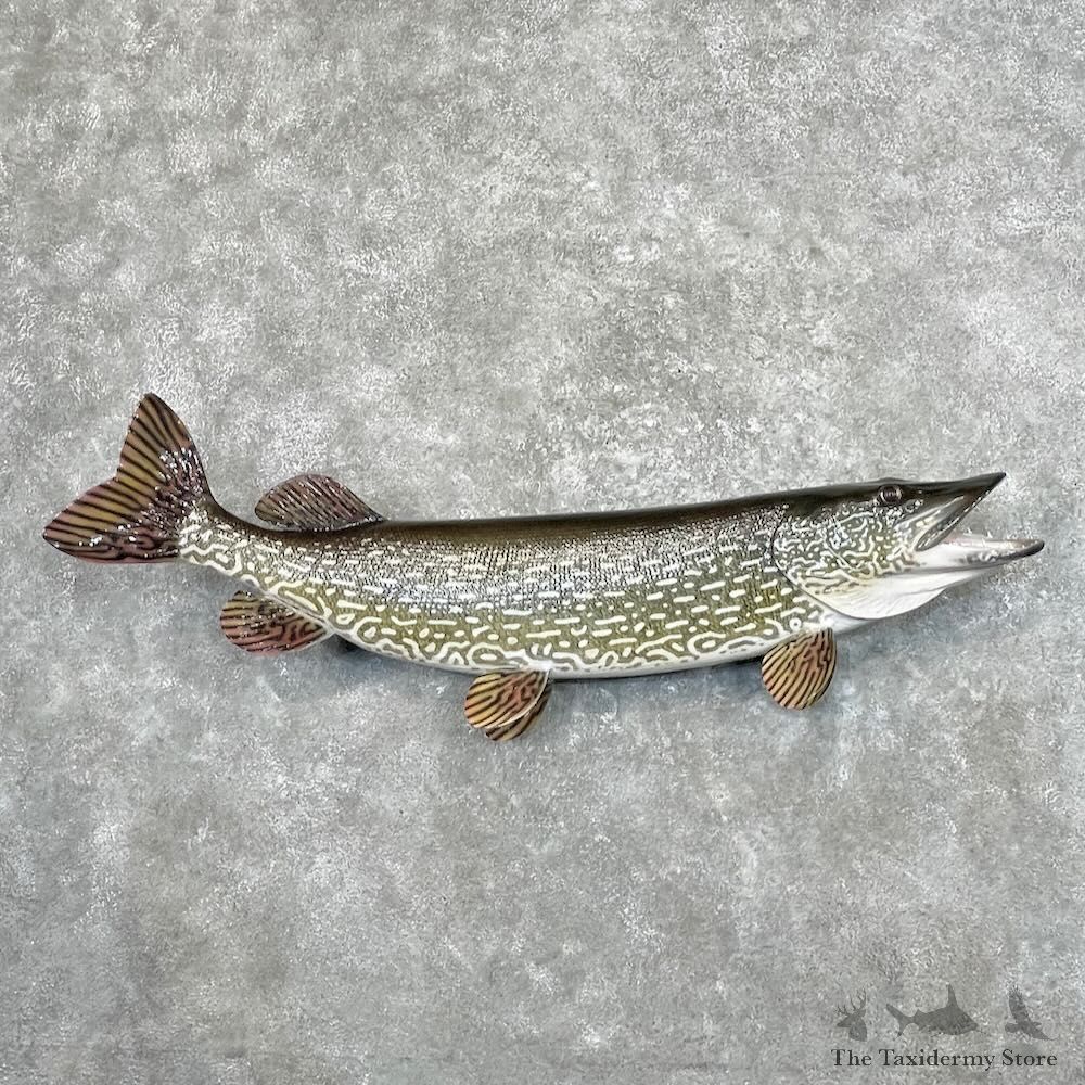 Northern Pike Fish Mount For Sale #27683 @The Taxidermy Store