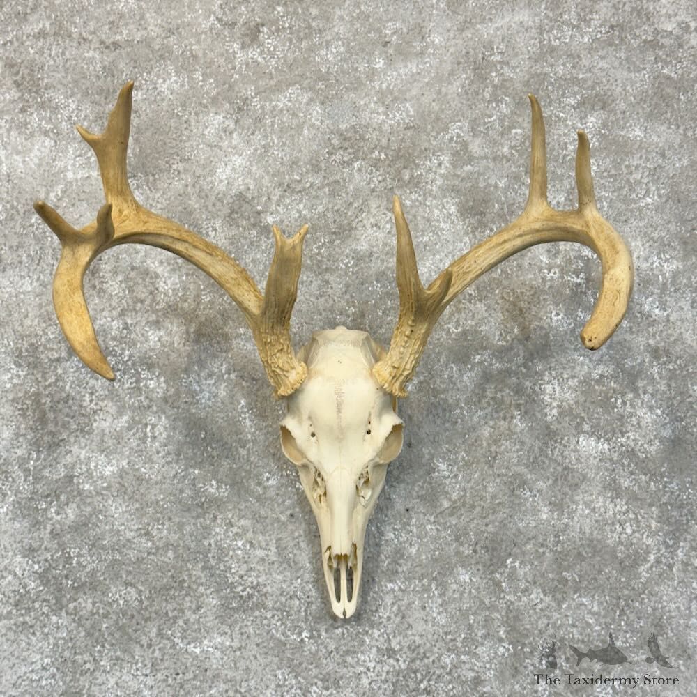 Whitetail Deer Skull European Mount For Sale #28903 @ The Taxidermy Store