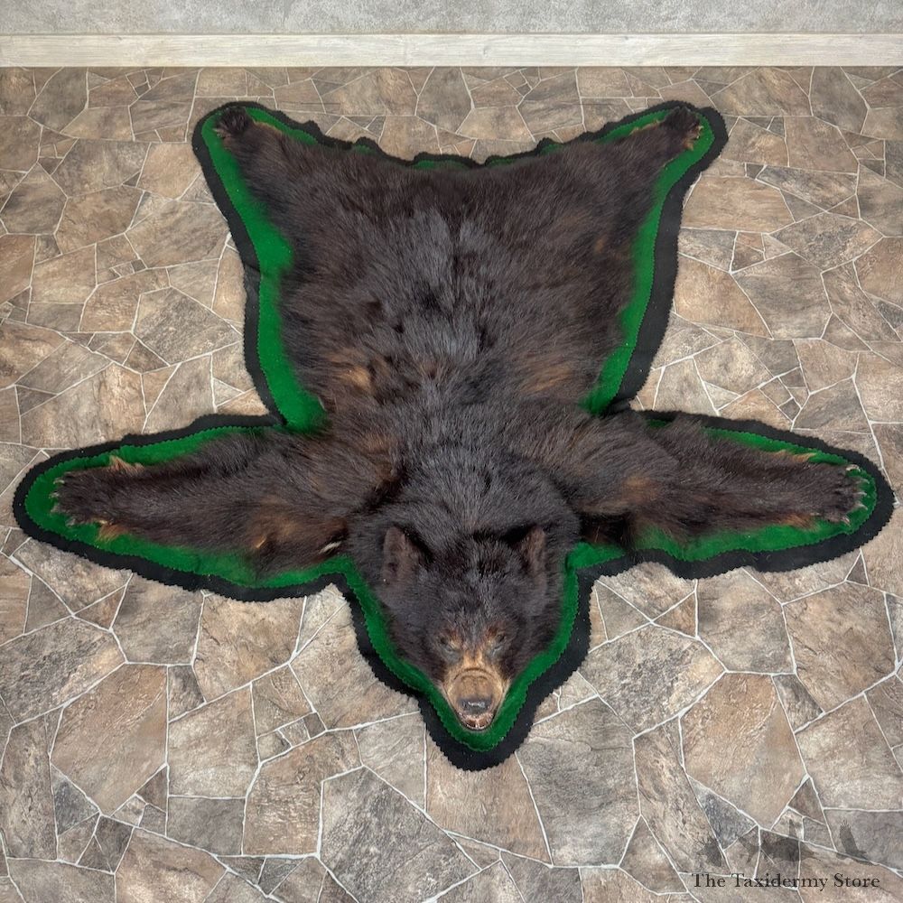Black Bear Full-Size Rug For Sale #29307 @ The Taxidermy Store