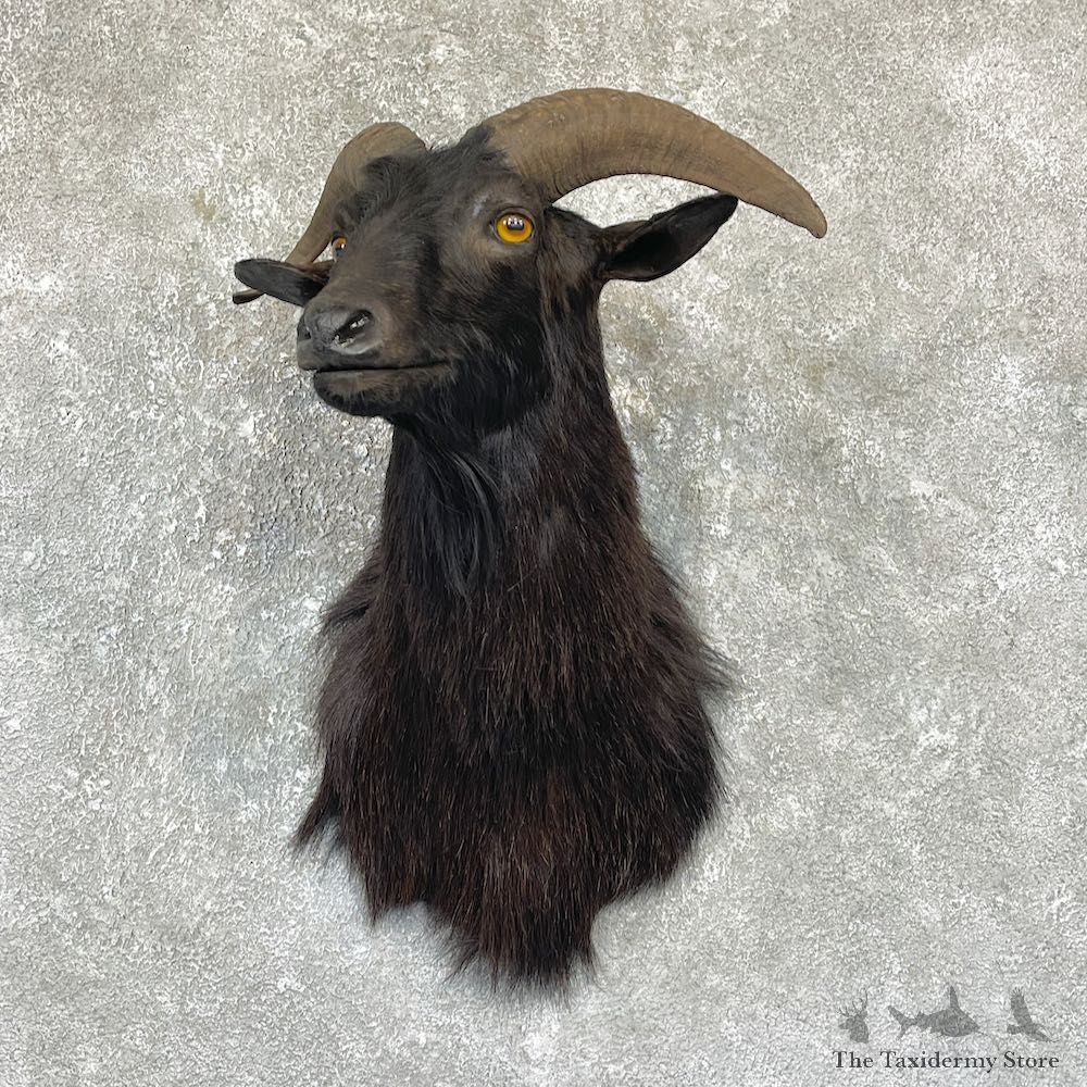 Black Corsican Ram Shoulder Mount For Sale #26330 @ The Taxidermy Store