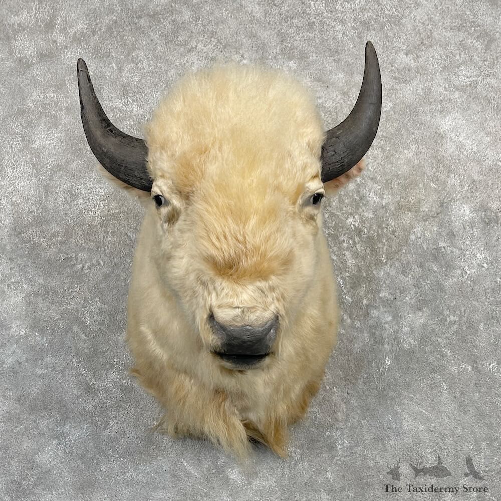 White American Bison Shoulder Mount For Sale #27218 @ The Taxidermy Store