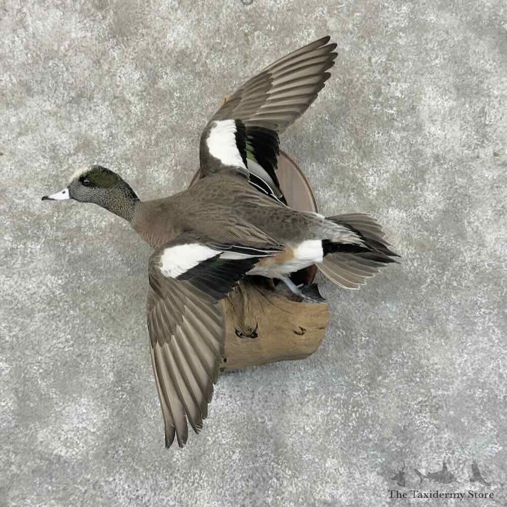 American Wigeon Duck Bird Mount For Sale #31184 @ The Taxidermy Store