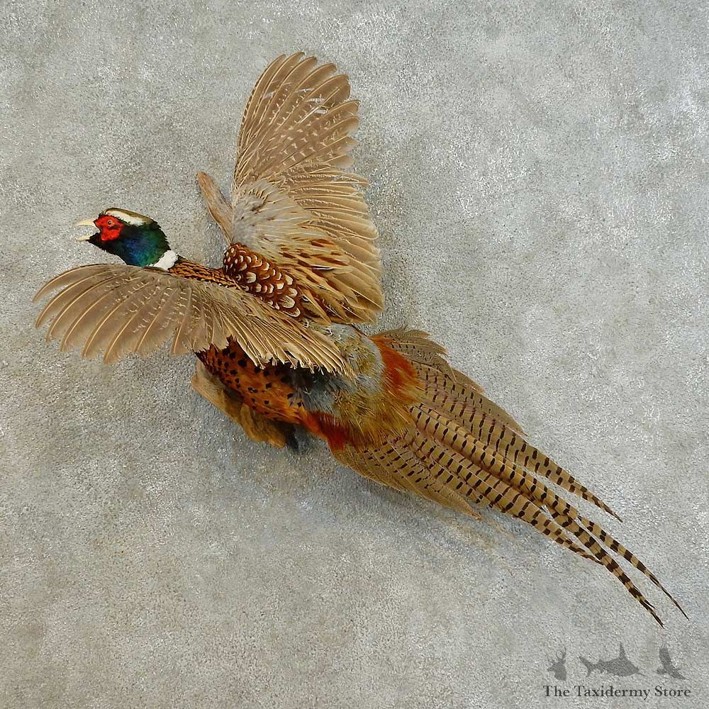 Ringneck Pheasant Bird Mount For Sale #16487 @ The Taxidermy Store