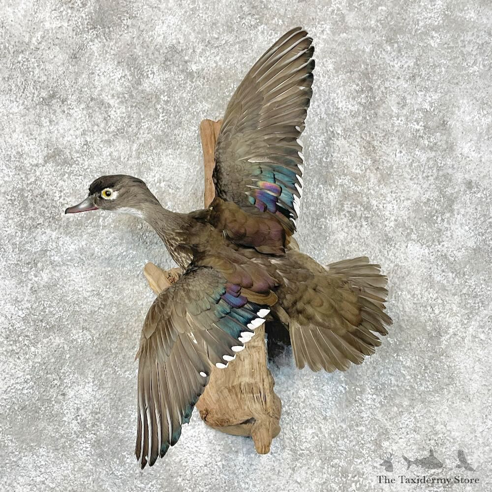 Wood Duck Hen Bird Mount For Sale #28473 @ The Taxidermy Store