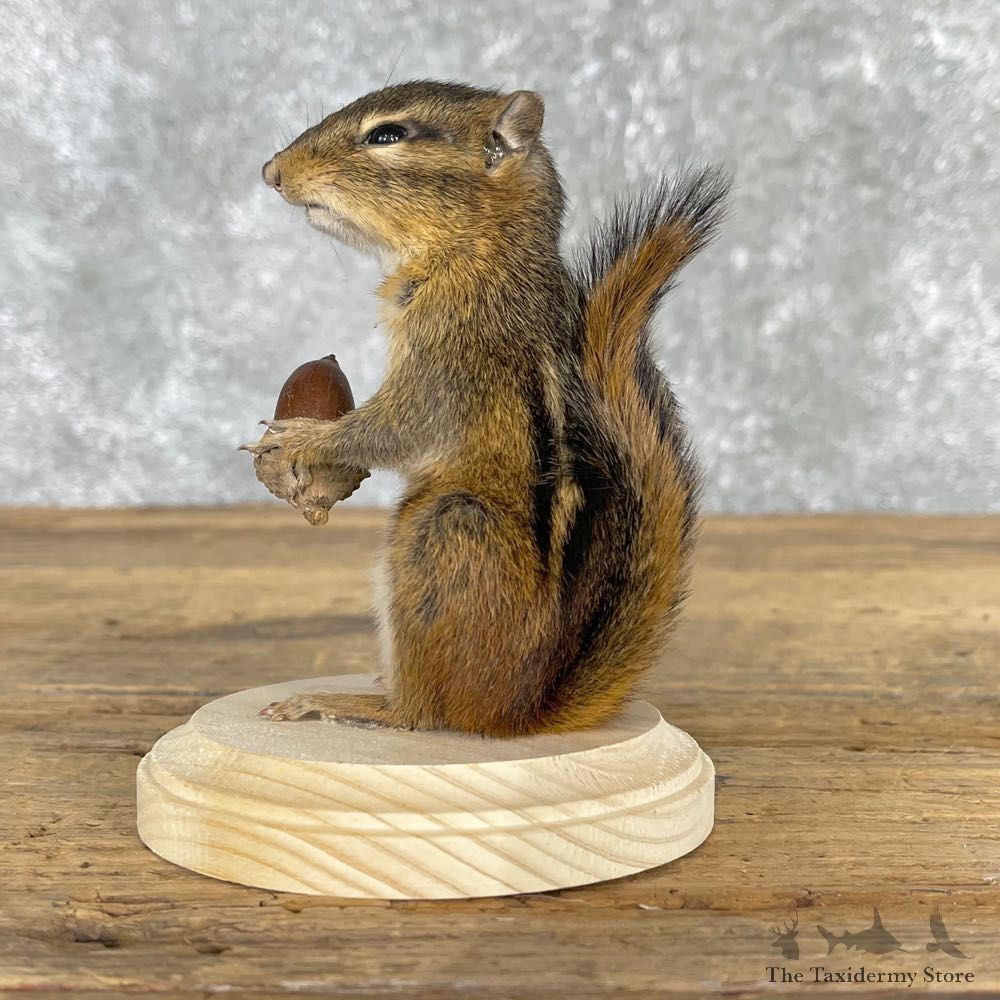 Chipmunk Life-Size Mount For Sale #24082 @ The Taxidermy Store