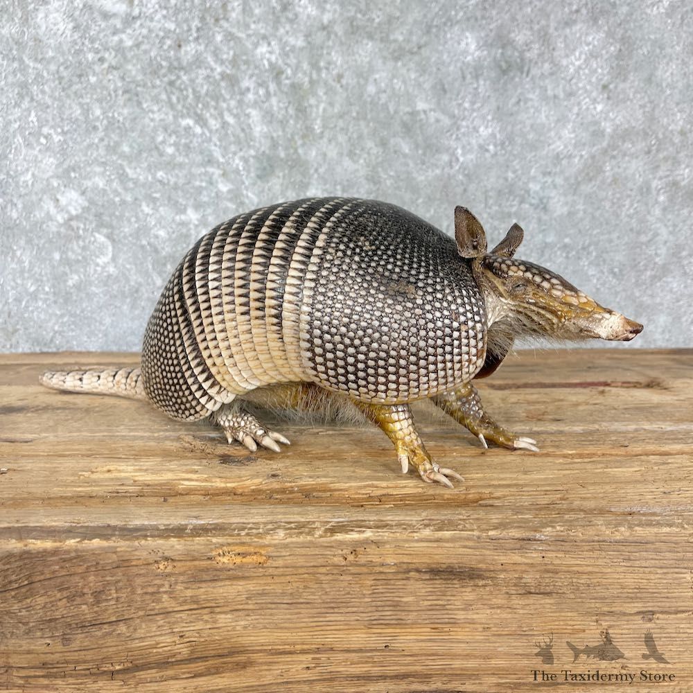 Armadillo Life-Size Mount For Sale #27210 - The Taxidermy Store